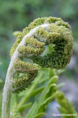 Sporangia